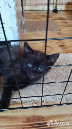 Котик в добрые ручки