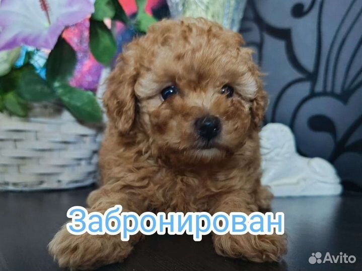 Щенки Той Пуделя