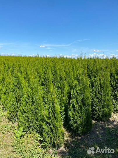 Туя Смарагд 160 см из питомника