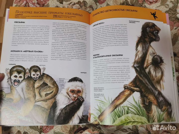 Книга животных, детские вещи