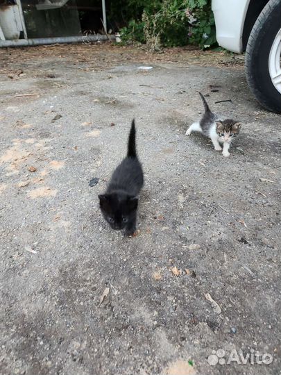 Котята в добрые руки