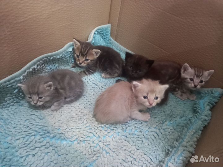 Отдам в добрые руки