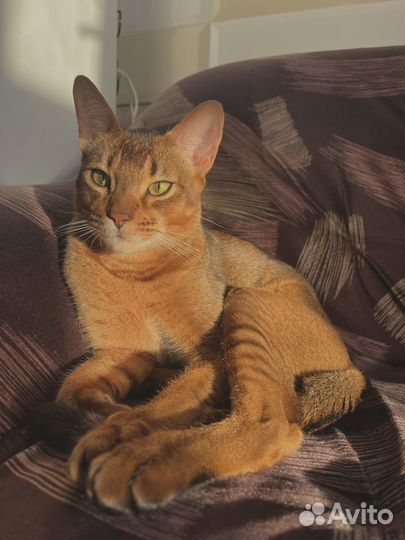 Абиссинский кот вязка