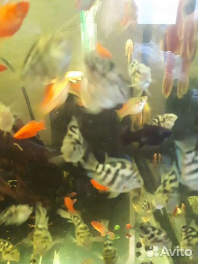 Сапфировые попугаи, анцитрус,меченосец