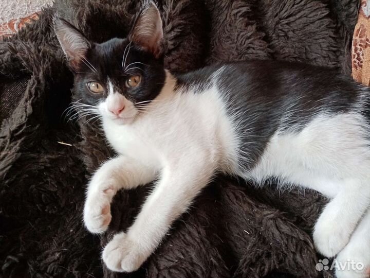 Котята в дар