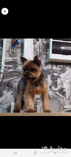 Стрижка собак и кошек