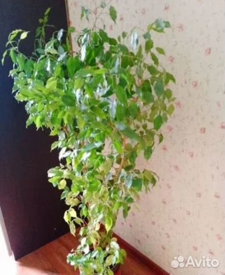Фикус большой 120 см