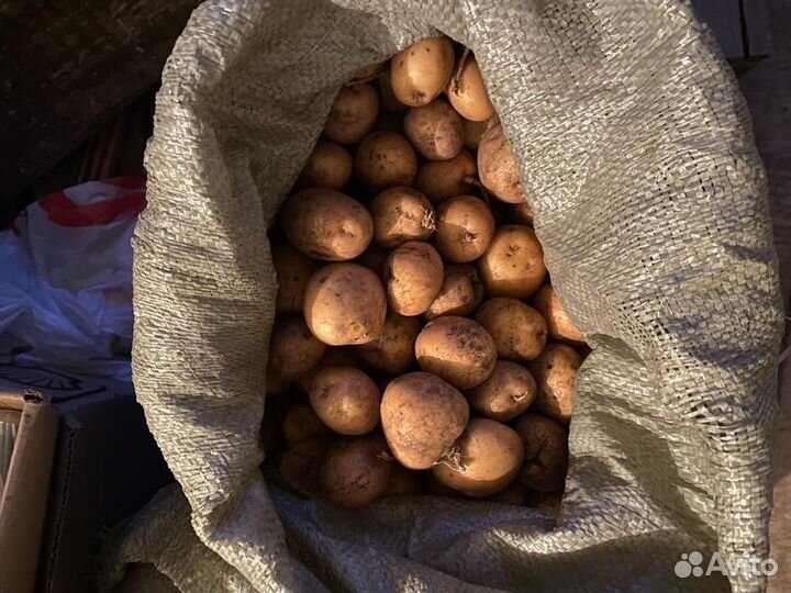 Картофель на корм скоту