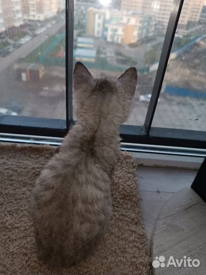 Кошки