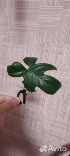 Филадендрон