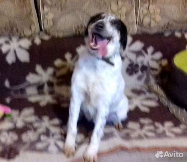 Бинго супер пёс. В добрые руки