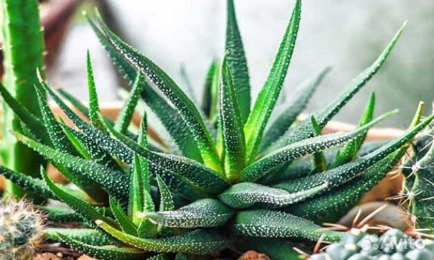 Эхеверия,хавортия