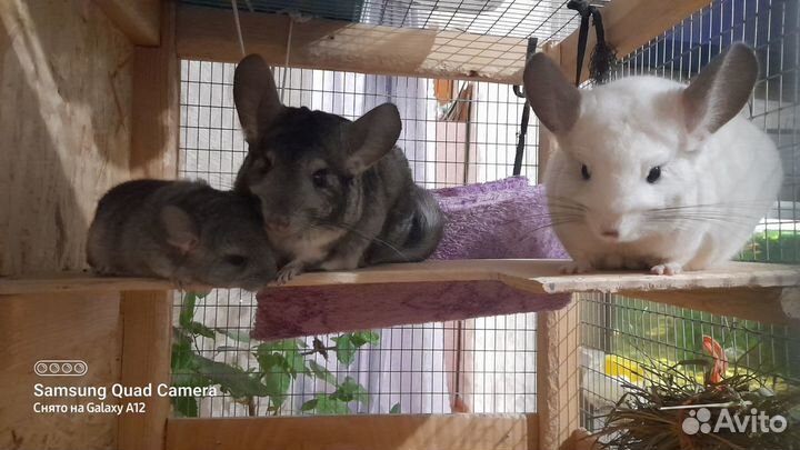 Шиншиллы с клеткой