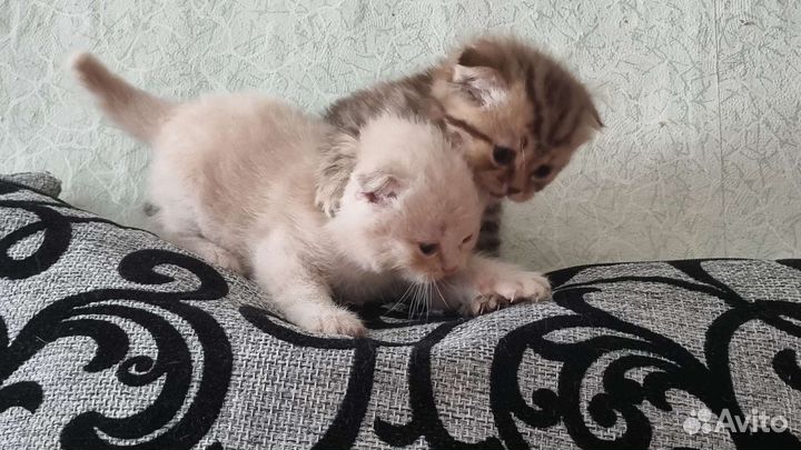 Шотландские котята