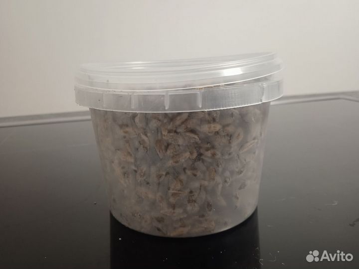 Сморчок (конический) мицелий