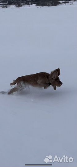 Отдадим бесплатно щенка