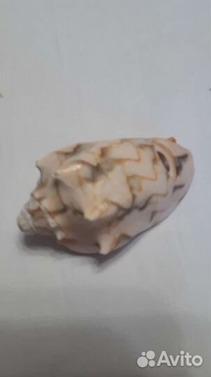 Набор ракушек