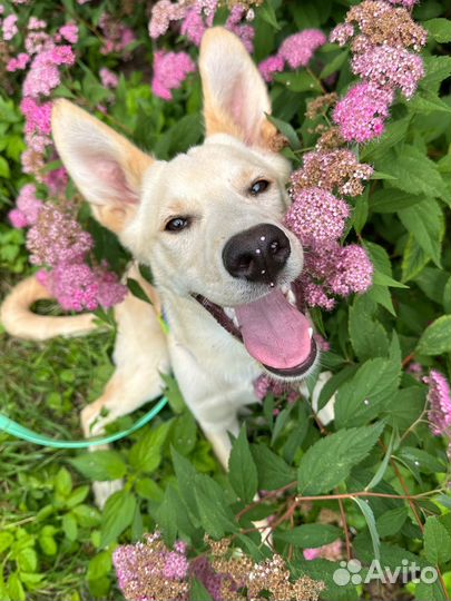 Маленькая собака/ щенок в добрые руки