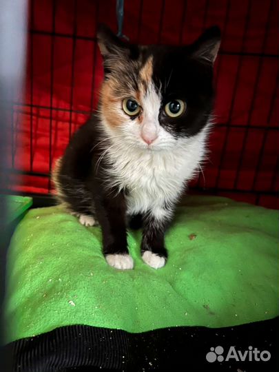 Отдам в добрые руки