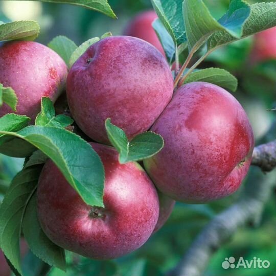 Саженцы в ассортименте с доставкой