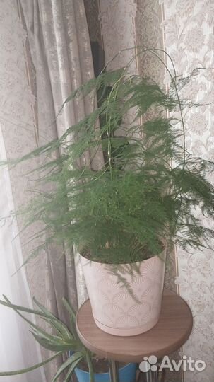 Фикус,аспарагус