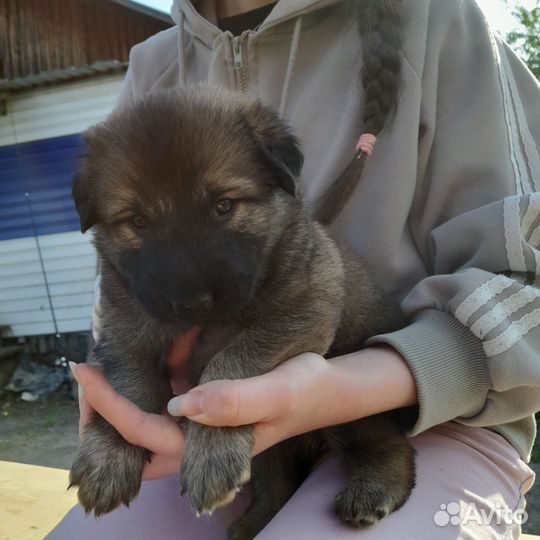 Собаки щенки бесплатно