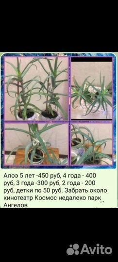 Живое дерево Чихай и Алоэ