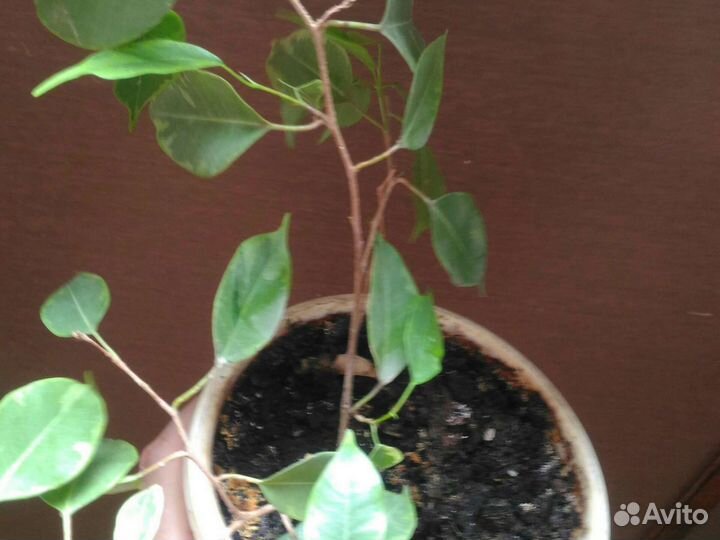 Продам цветы