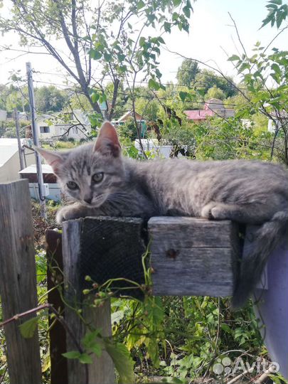 Котенок серый