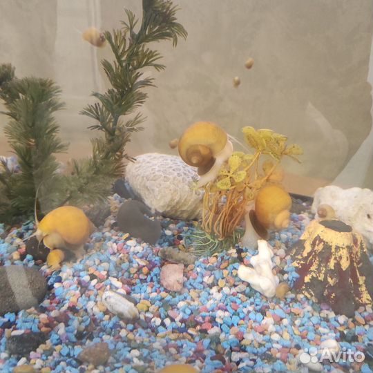 Улитки ампулярии