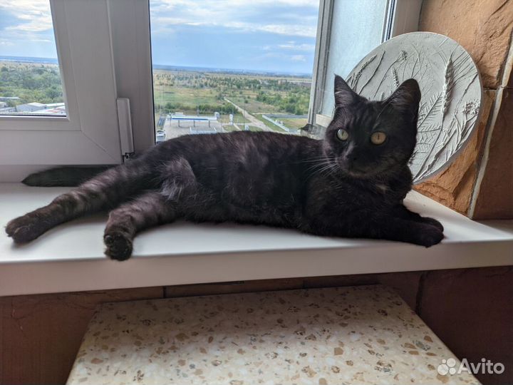 Отдам кошечку