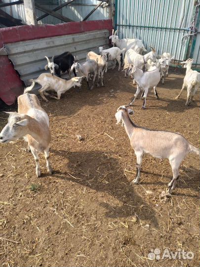 Бараны козы