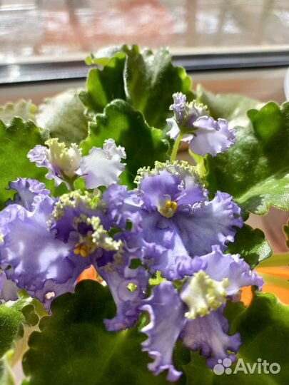 Комнатные цветы фиалки