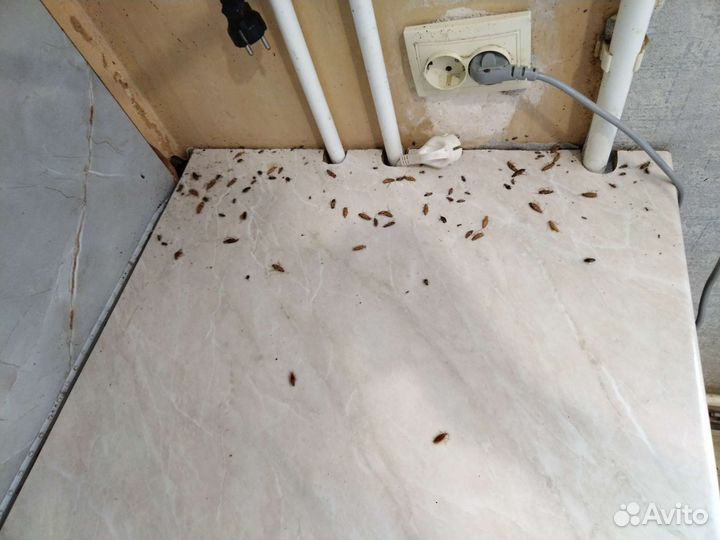 Дезинфекция тараканов, клопов, блох, плесени