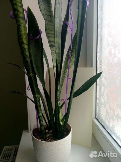 Сансевиерия