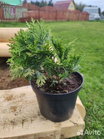 Туя западная шаровидная Даника (Daniса) в горшке