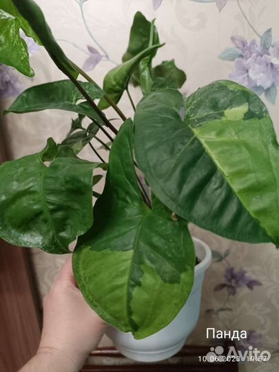 Сингониум на срез