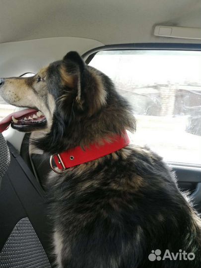 Собака в добрые руки отдам бесплатно