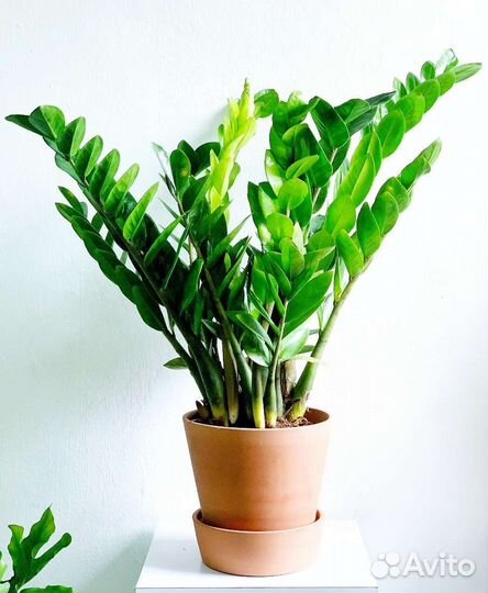 Замиокулькас