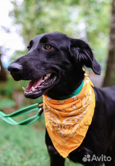 Собака в добрые руки