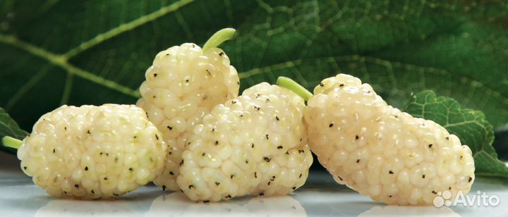 Саженцы Шелковицы белая и черная с зкс