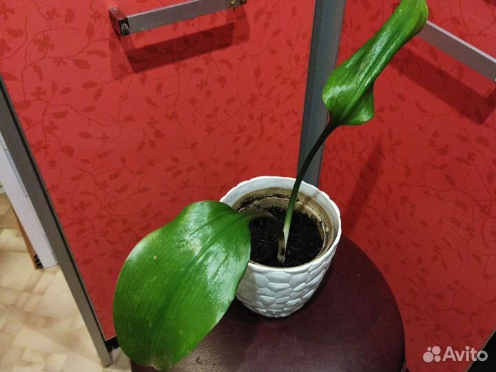 Алоэ 2хлетние