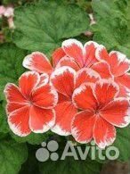 Пеларгония