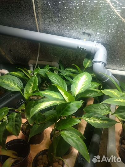 Диффенбахия камилла