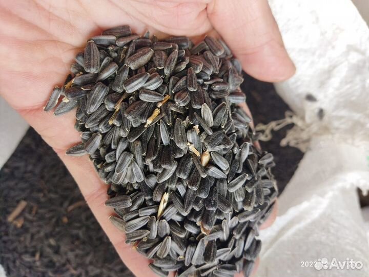 Семечка, мешок 25 кг