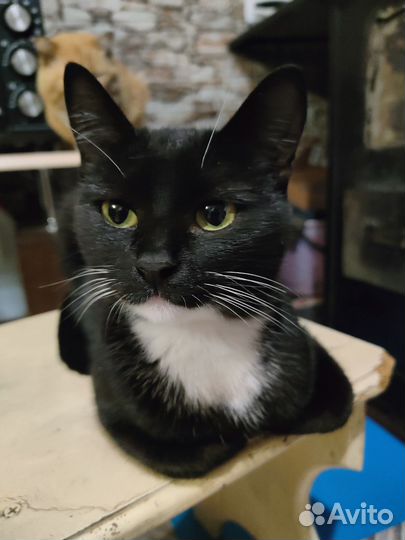 Кошка мышеловка