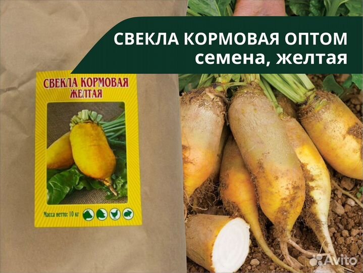 Семена желтой кормовой свеклы оптом