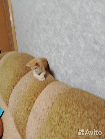 Кошечки в добрые руки