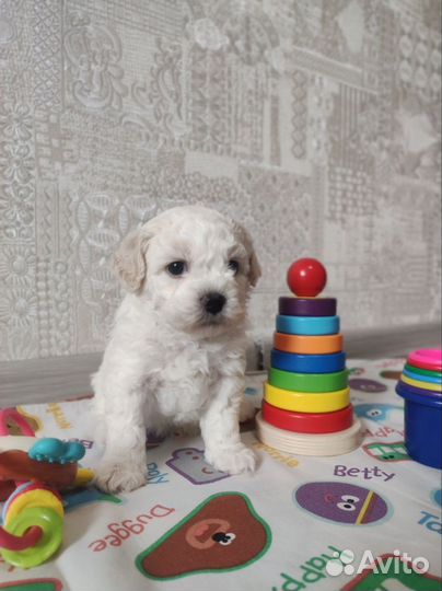 Бишен фризе