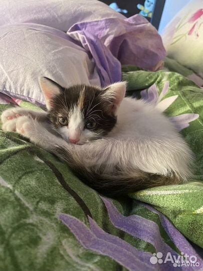 Котенок в добрые руки